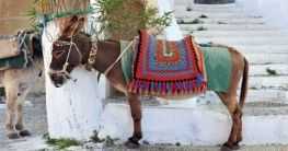 Esel in Griechenland