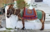 Esel in Griechenland